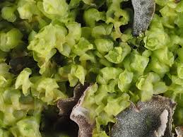 Attēlu rezultāti vaicājumam “Scapania irrigua”