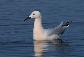 Image result for Chroicocephalus genei