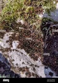 Attēlu rezultāti vaicājumam “Schistidium apocarpum”