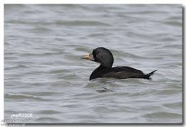 Attēlu rezultāti vaicājumam “Melanitta nigra male”