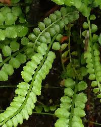 Attēlu rezultāti vaicājumam “Asplenium viride”