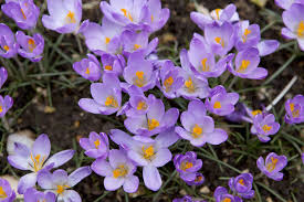 Attēlu rezultāti vaicājumam “Crocus”