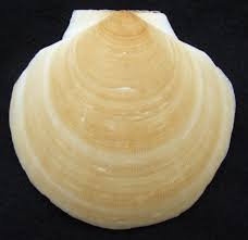 Image result for Placopecten magellanicus