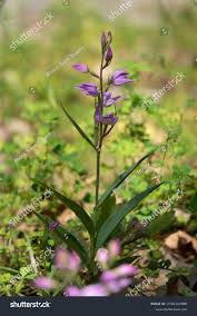 Attēlu rezultāti vaicājumam “Cephalanthera rubra leaf”