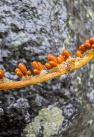 Attēlu rezultāti vaicājumam “Leocarpus fragilis young”
