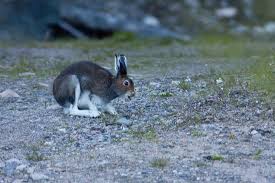 Attēlu rezultāti vaicājumam “Lepus timidus”