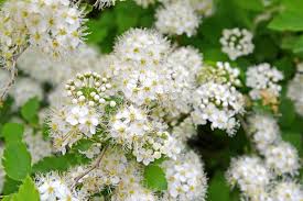 Attēlu rezultāti vaicājumam “Spiraea chamaedryfolia”