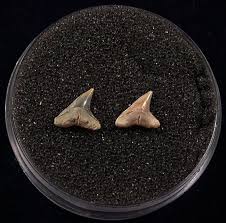 Image result for Carcharhinus plumbeus