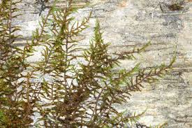 Attēlu rezultāti vaicājumam “Pseudoleskeella nervosa”