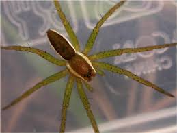 Attēlu rezultāti vaicājumam “Dolomedes fimbriatus”