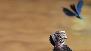 Attēlu rezultāti vaicājumam “Calopteryx virgo male”