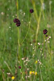 Attēlu rezultāti vaicājumam “Sanguisorba officinalis leaf”
