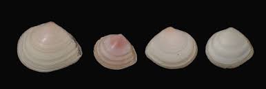 Attēlu rezultāti vaicājumam “Macoma baltica”