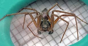 Attēlu rezultāti vaicājumam “Philodromus sp.”