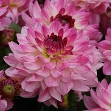Image result for Dahlia hybrid.