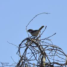 Attēlu rezultāti vaicājumam “Lanius excubitor adult”