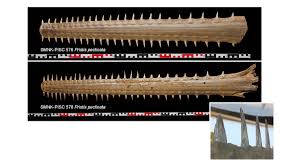 Image result for Pristis pectinata