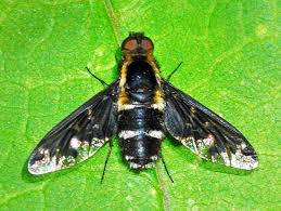 Attēlu rezultāti vaicājumam “Hemipenthes morio”