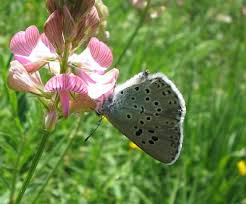 Attēlu rezultāti vaicājumam “Phengaris arion upperside”