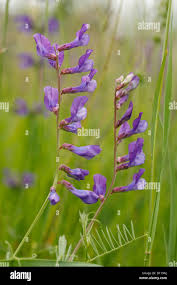 Attēlu rezultāti vaicājumam “Vicia tenuifolia flower”