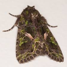 Attēlu rezultāti vaicājumam “Trachea atriplicis”