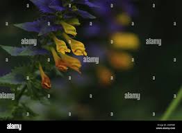 Attēlu rezultāti vaicājumam “Melampyrum nemorosum leaf”