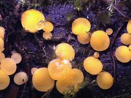 Attēlu rezultāti vaicājumam “Bisporella citrina”