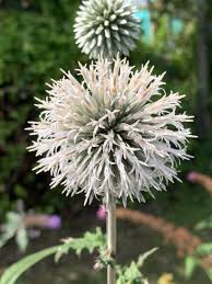 Image result for Echinops spaerocephalus