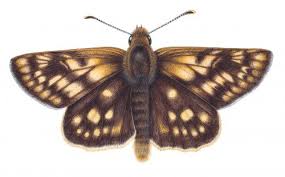 Attēlu rezultāti vaicājumam “Carterocephalus palaemon underside”