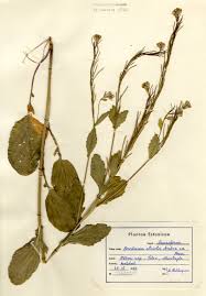 Attēlu rezultāti vaicājumam “Barbarea vulgaris subsp. arcuata”