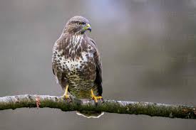 Attēlu rezultāti vaicājumam “Buteo buteo”