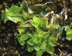 Attēlu rezultāti vaicājumam “Moerckia hibernica”