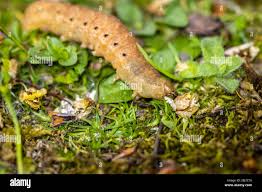Attēlu rezultāti vaicājumam “Noctua fimbriata larva”