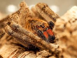 Attēlu rezultāti vaicājumam “Licea chelonoides macro”