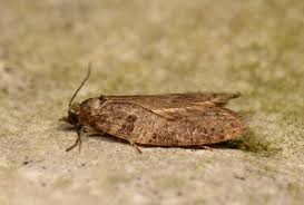 Attēlu rezultāti vaicājumam “Eana incanana”