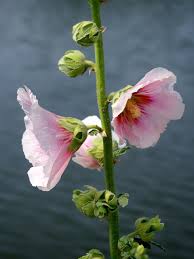 Attēlu rezultāti vaicājumam “Alcea rosea bud”