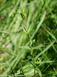 Attēlu rezultāti vaicājumam “Galium boreale fruit”