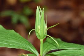 Attēlu rezultāti vaicājumam “Paris quadrifolia leaf”