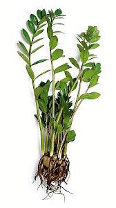 Image result for zamiokulkas