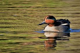 Attēlu rezultāti vaicājumam “Anas crecca male”