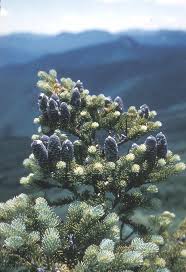 Attēlu rezultāti vaicājumam “Abies balsamea”