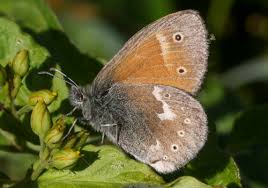 Attēlu rezultāti vaicājumam “Coenonympha tullia underside”