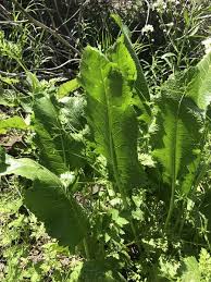 Attēlu rezultāti vaicājumam “Armoracia rusticana”