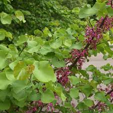 Attēlu rezultāti vaicājumam “Cercis siliquastrum”