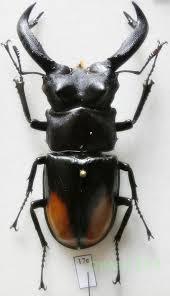 Attēlu rezultāti vaicājumam “Eupithecia venosata”