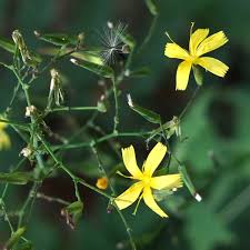 Attēlu rezultāti vaicājumam “Mycelis muralis flower”
