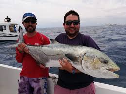 Image result for Lichia amia