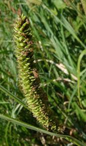 Attēlu rezultāti vaicājumam “Carex riparia”