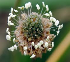 Attēlu rezultāti vaicājumam “Plantago lanceolata flower”
