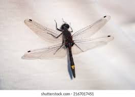 Attēlu rezultāti vaicājumam “Leucorrhinia pectoralis”